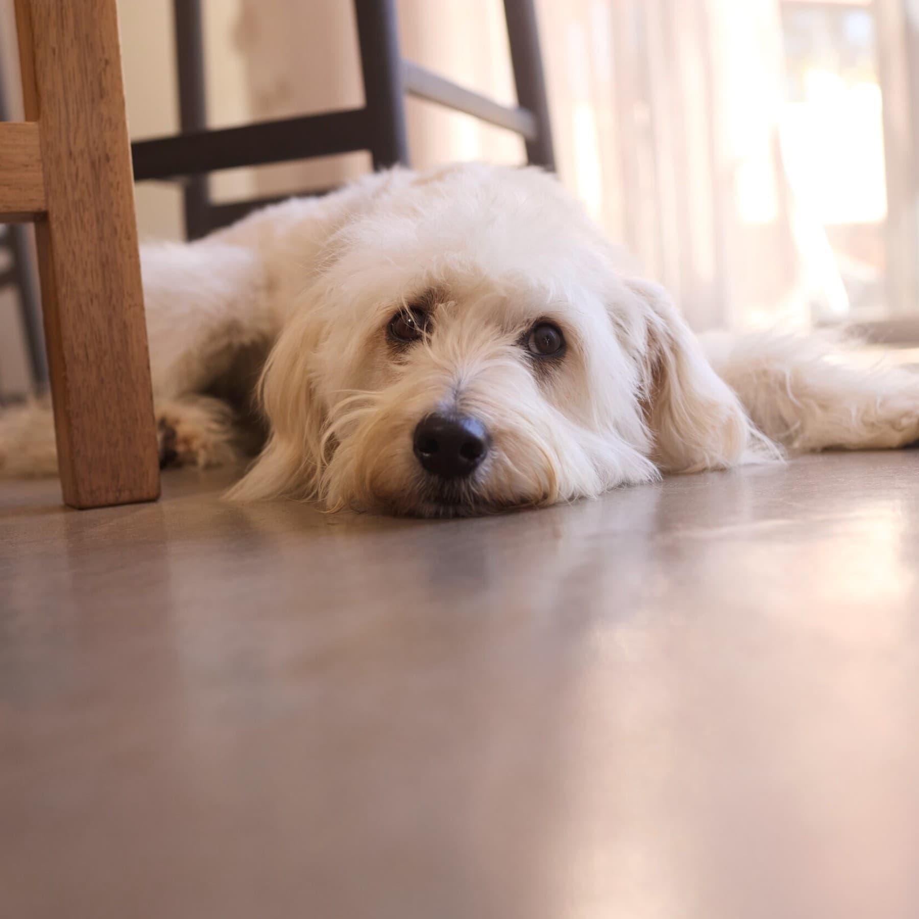 Hond ligt op de koele vloer in huis