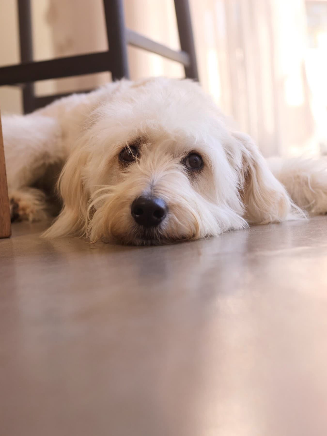 Hond ligt op de koele vloer in huis